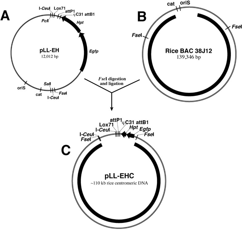 macvector recombination macvector recombination