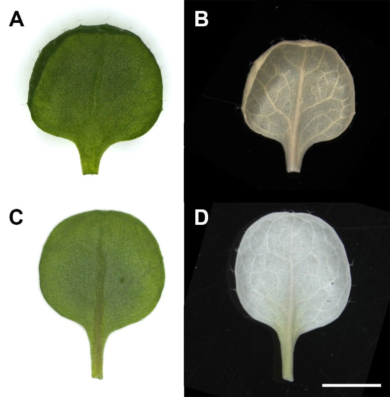 Methanol fixation of plant tissue for Scanning Electron Microscopy