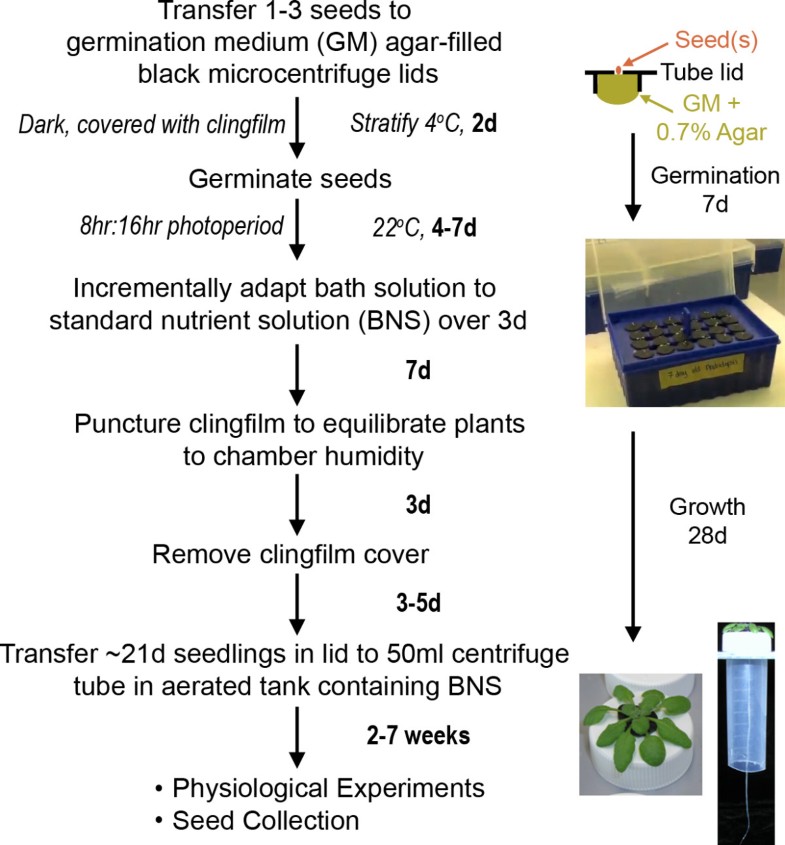 Protocol optimising hydroponic growth systems for nutritional and
