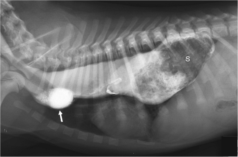Acute gastroesophageal intussusception in a juvenile Australian shepherd dog endoscopic