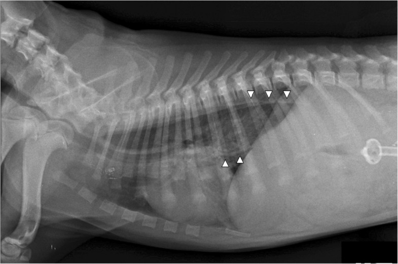 Acute gastroesophageal intussusception in a juvenile Australian