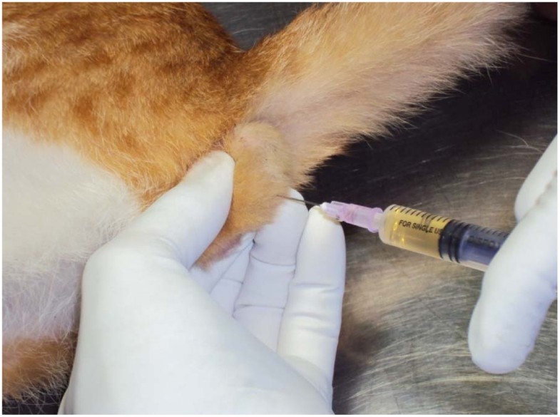 Clinical Evaluation of Nonsurgical Sterilization of Male Cats with