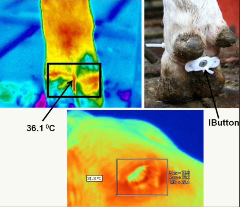 Normal variation in thermal radiated temperature in cattle