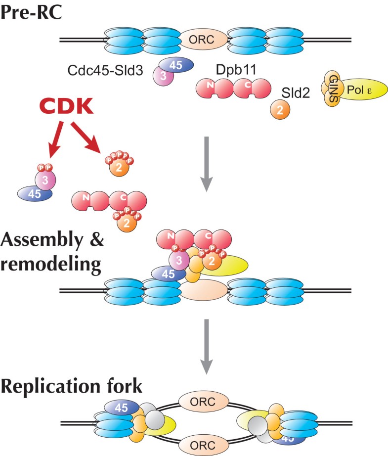 The role of CDK in the initiation step of DNA replication in eukaryotes