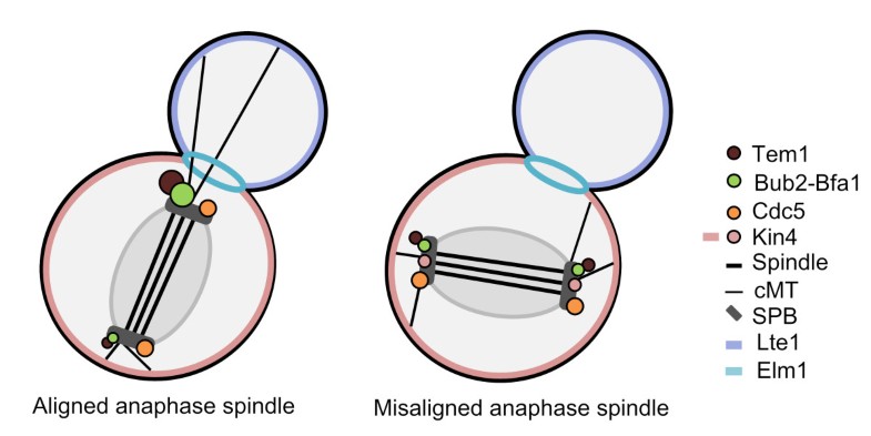 Monitoring spindle orientation: Spindle position checkpoint in charge ... Biology Diagrams