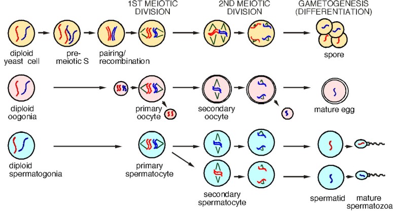 Meiotic control of the APC/C: similarities & differences from mitosis ...