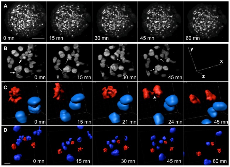 Live cell division dynamics monitoring in 3D large spheroid tumor