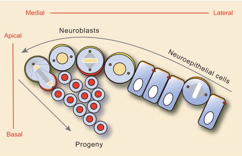 Regulation of spindle orientation and neural stem cell fate in the Drosophila optic lobe