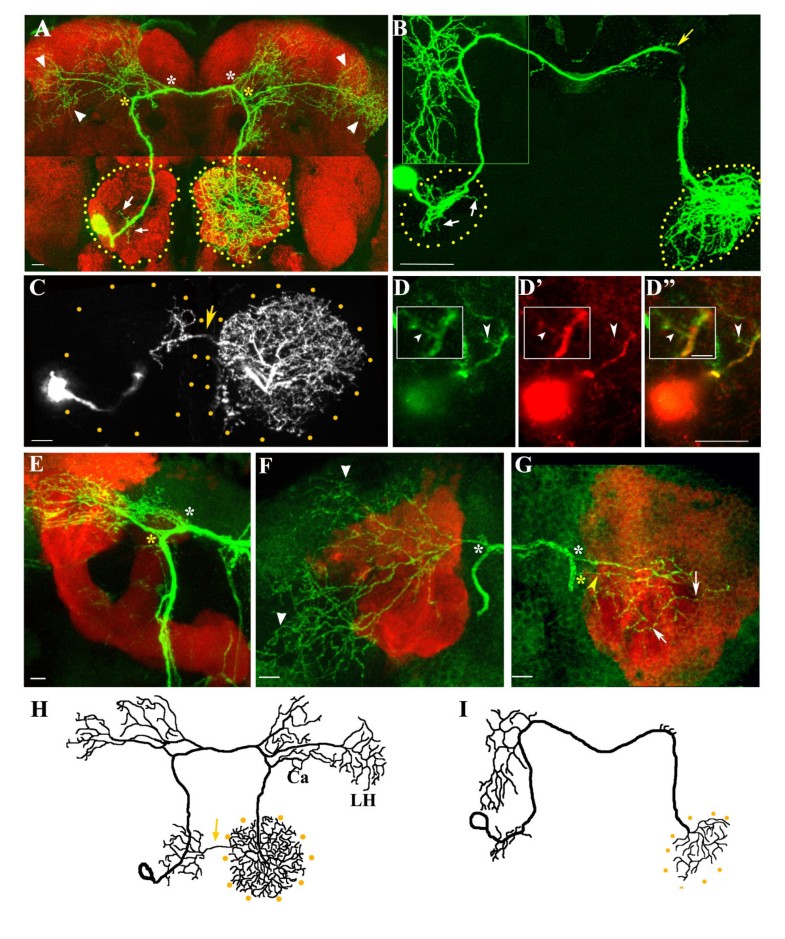 drosophila sensory neurons dendrite types drosophila sensory neurons dendrite types