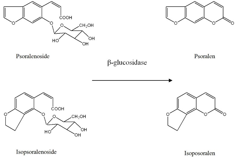 Chemical markers for the quality control of herbal medicines an