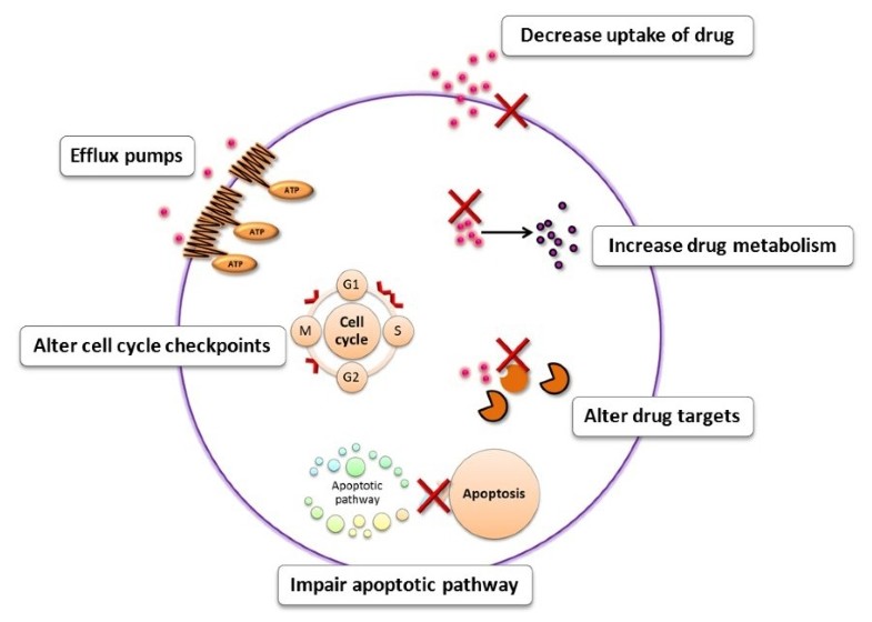 Circumvention of multidrug resistance of cancer cells by Chinese