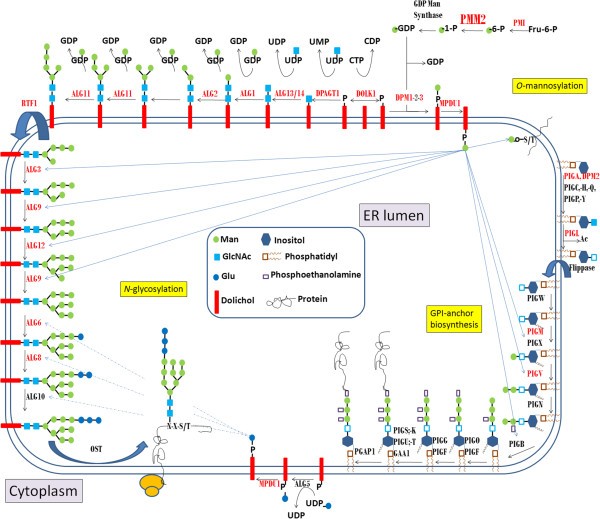 GPIanchor and GPIanchored protein expression in PMM2CDG patients
