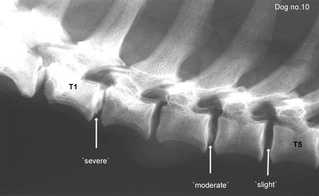 Calcification of intervertebral discs in the dachshund: a radiographic