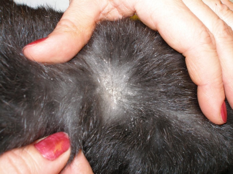 Treatment of rabbit cheyletiellosis with selamectin or ivermectin a