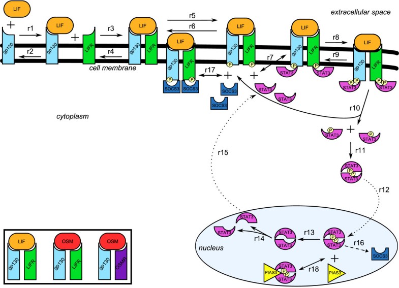 Narrativebased computational modelling of the Gp130/JAK/STAT