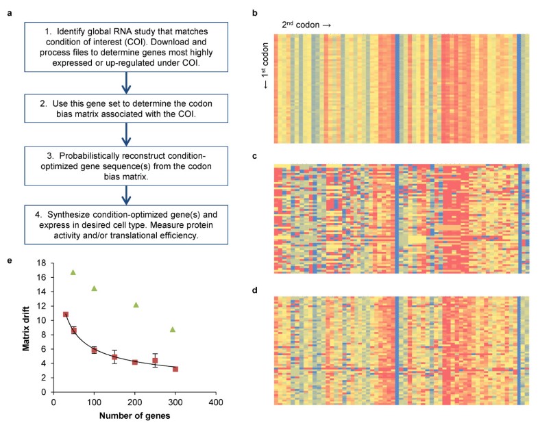 snapgene codon optimization snapgene codon optimization