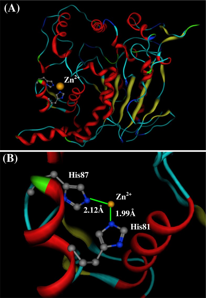 The multiple roles of histidine in protein interactions BMC Chemistry