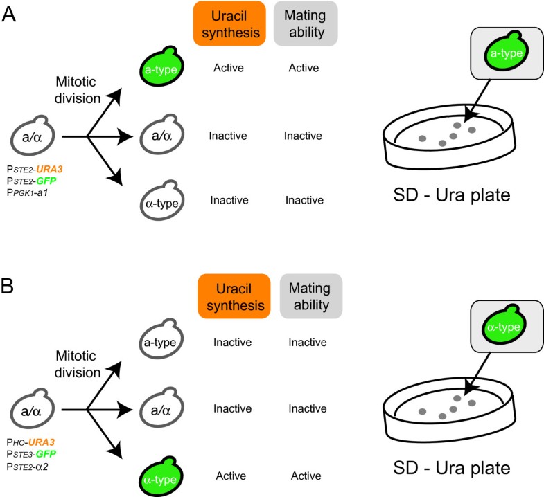 Development of growth selection systems to isolate atype or αtype of
