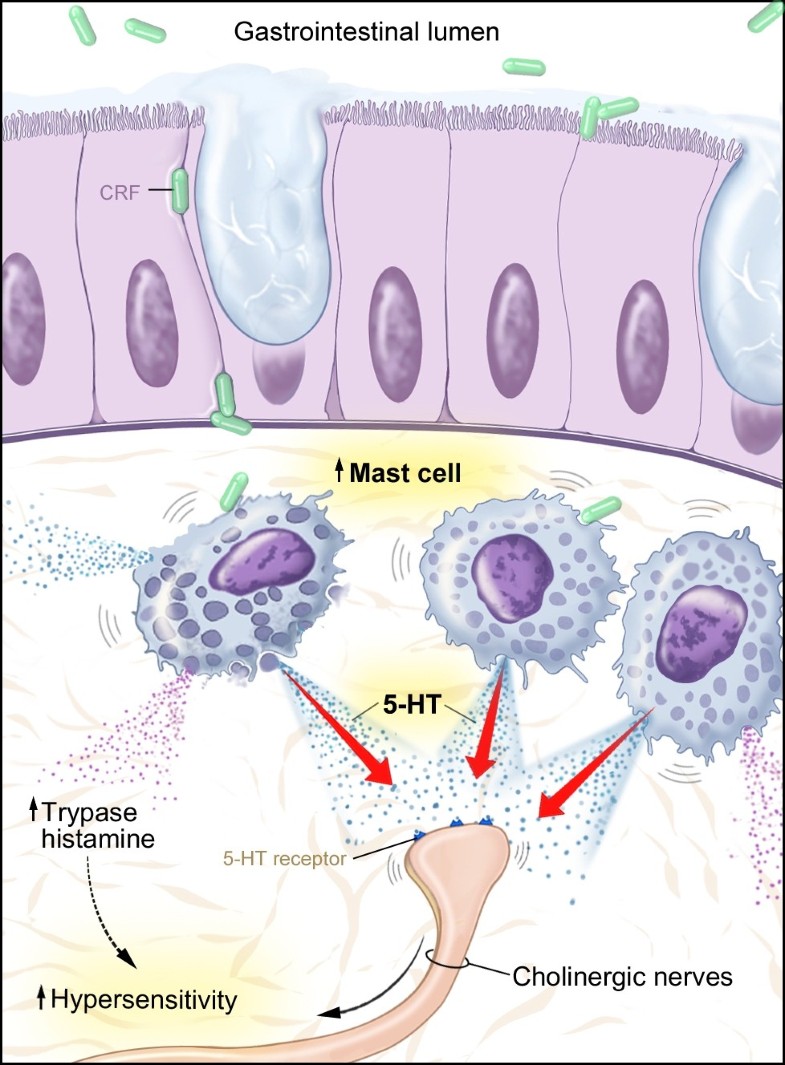 The association of mast cells and serotonin in children with chronic