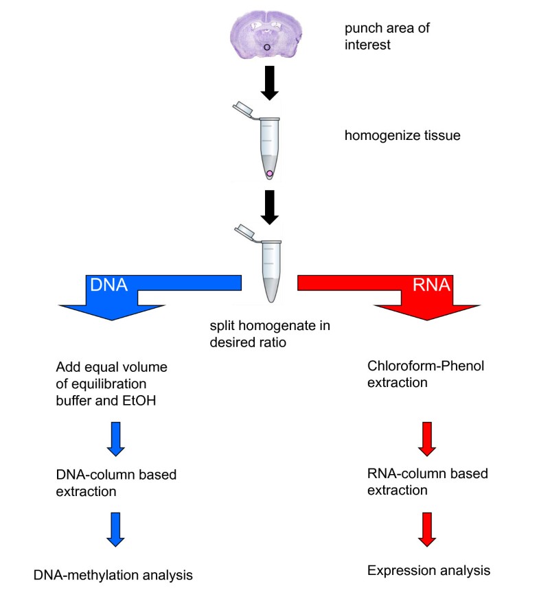 Simultaneous DNA and RNA isolation from brain punches for epigenetics ...