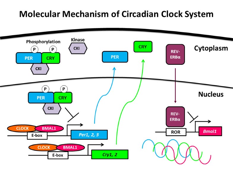 Pathophysiology and pathogenesis of circadian rhythm sleep disorders