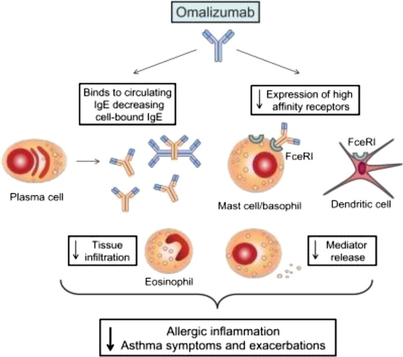 New strategies with antiIgE in allergic diseases World Allergy