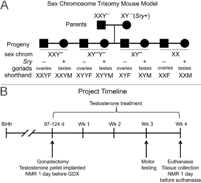 The Sex Chromosome Trisomy Mouse Model Of Xxy And Xyy Metabolism And
