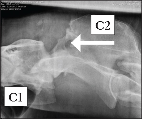 Conservative treatment of a comminuted cervical fracture in a racehorse