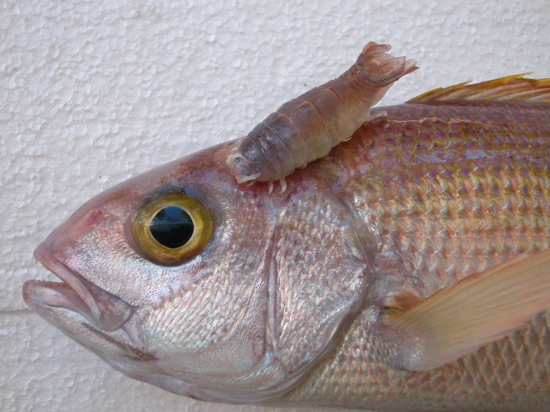 An annotated list of fish parasites (Isopoda, Copepoda
