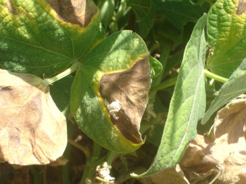 Bean common bacterial blight pathogen epiphytic life and effect of