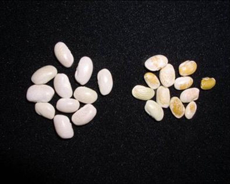 bean bacterial blight bean bacterial blight