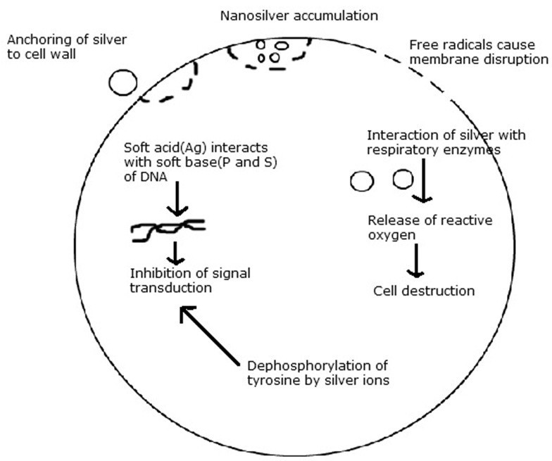 Silver nanoparticles: mechanism of antimicrobial action, synthesis ...