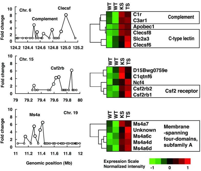 Identification of arthritis-related gene clusters by microarray