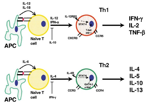 The role of IFN-gamma in systemic lupus erythematosus: a challenge to ...