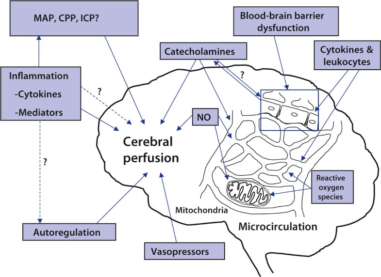 Cerebral perfusion in sepsis Critical Care Full Text