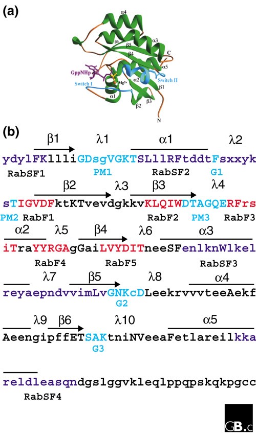 The Rab GTPase family | Genome Biology | Full Text