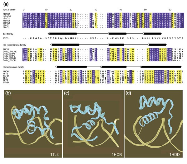 dna binding repertoire biology meaning dna binding repertoire biology meaning