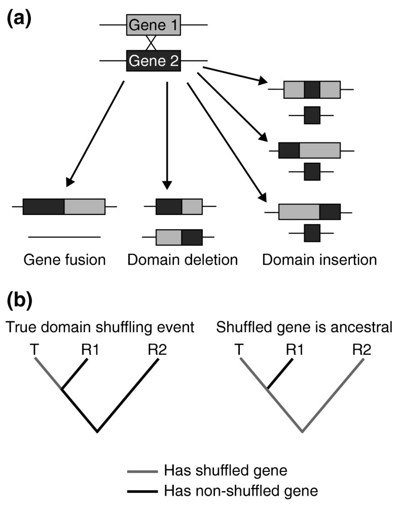 The rarity of gene shuffling in conserved genes Genome Biology Full