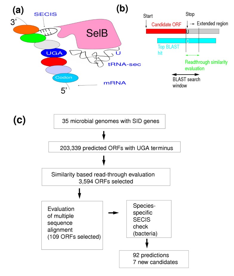 A computational method to predict encoded rare amino acids in proteins Genome