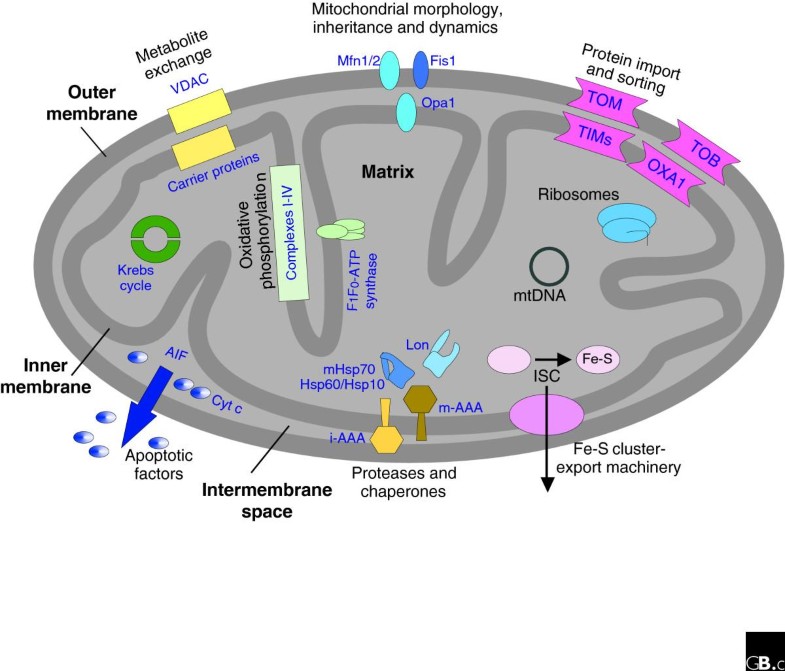 Proteomic view of mitochondrial function | Genome Biology | Full Text