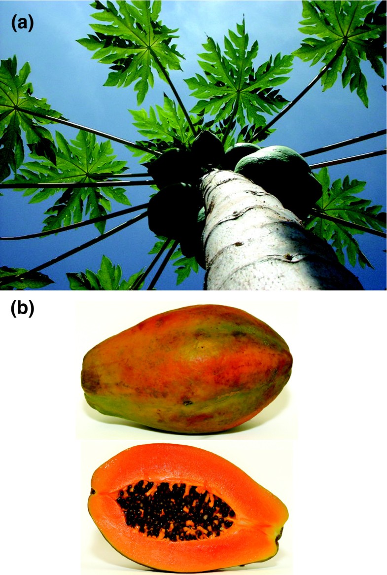 A Fruitful Outcome To The Papaya Genome Project | Genome Biology | Full ...