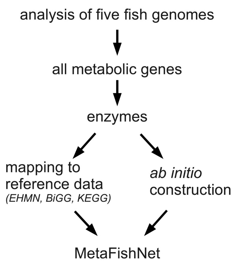 Constructing a fish metabolic network model Genome Biology Full Text