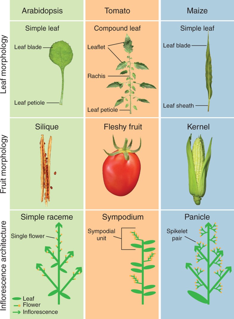 The tomato genome implications for plant breeding, genomics and