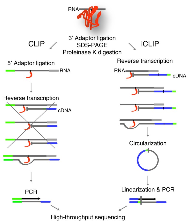 iclip experiments protocols rna ip iclip experiments protocols rna ip