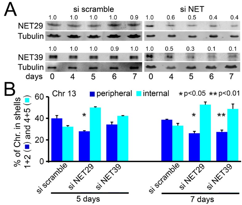 Specific nuclear envelope transmembrane proteins can promote the