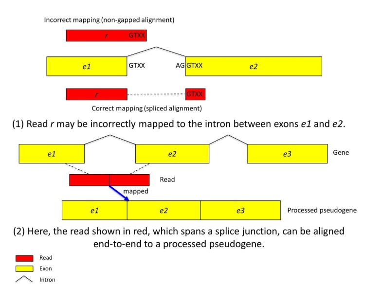 TopHat2 accurate alignment of transcriptomes in the presence of