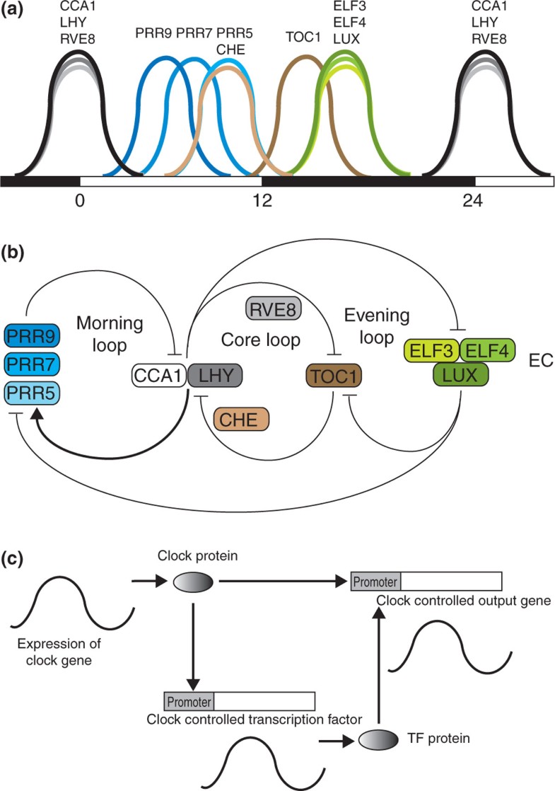 The circadian clock goes genomic Genome Biology Full Text
