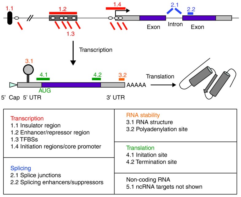 regulatory sequences regulatory sequences