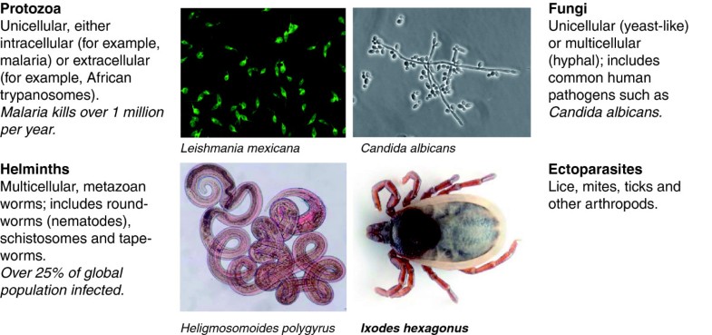 Parasite immunomodulation and polymorphisms of the immune system ...