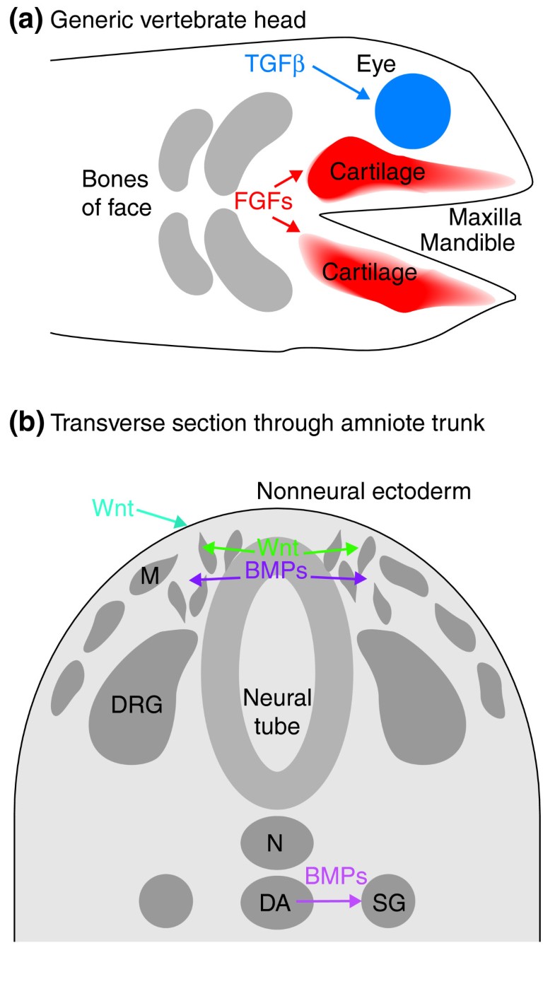 Recycling signals in the neural crest | Journal of Biology | Full Text